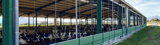 Batiment d'élevage bovins ouvert