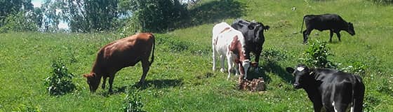 Les vaches laitières sont sensibles aux fortes chaleurs.
