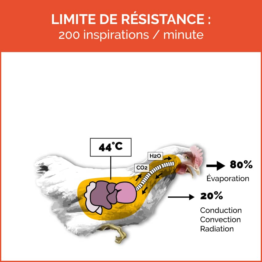 Limite de résistance à la température de la volaille